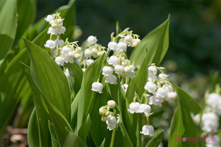 Hoa linh lan (Lan chuông) - Convallaria majalis