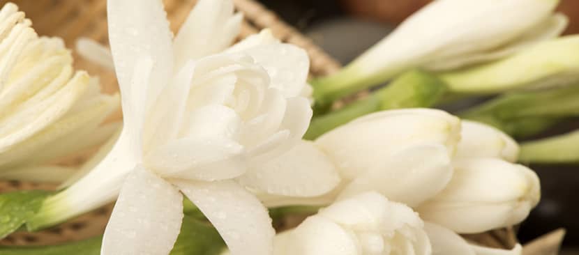 Sự tích về hoa huệ
