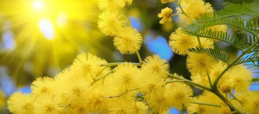 Sự tích hoa trinh nữ vàng Mimosa