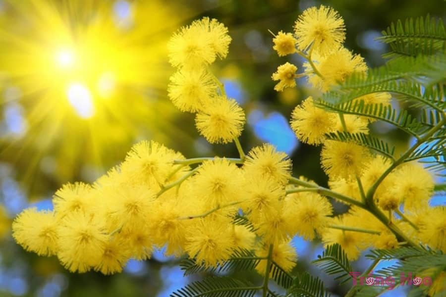 Sự tích hoa trinh nữ vàng Mimosa