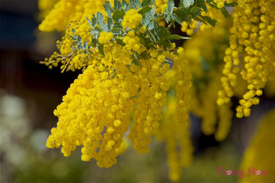 Sự tích hoa trinh nữ vàng Mimosa