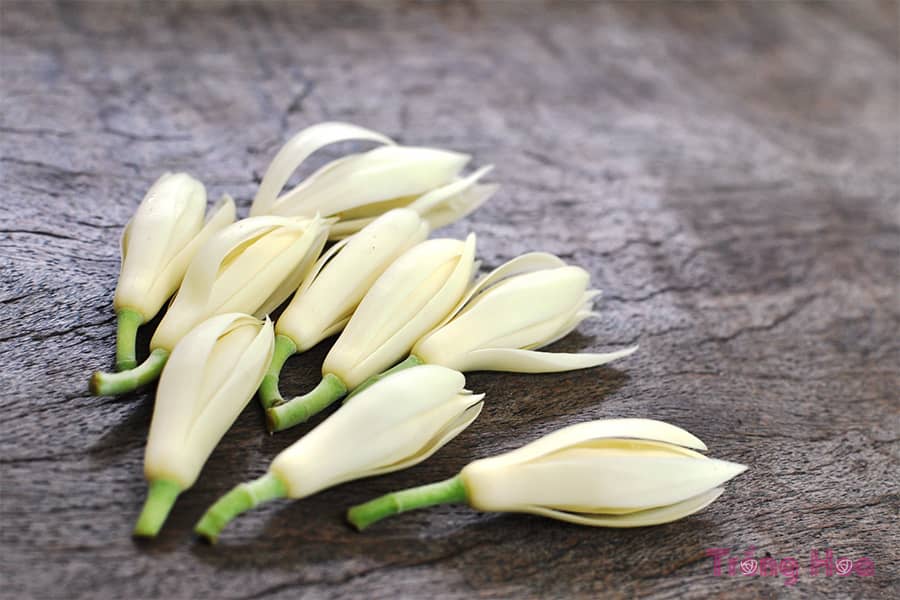 Những bài thơ hay về hoa ngọc lan