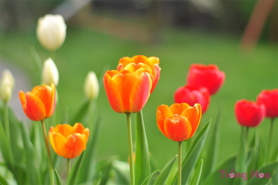 Những bài thơ hay về hoa tulip