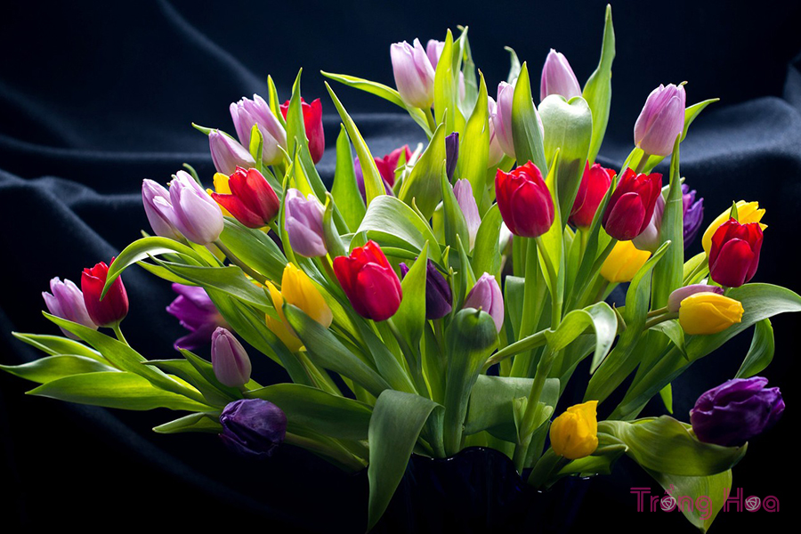 Truyện ngắn hoa tulip