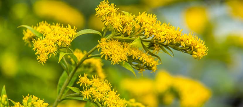 Hoa cúc hoàng anh (Goldenrod)