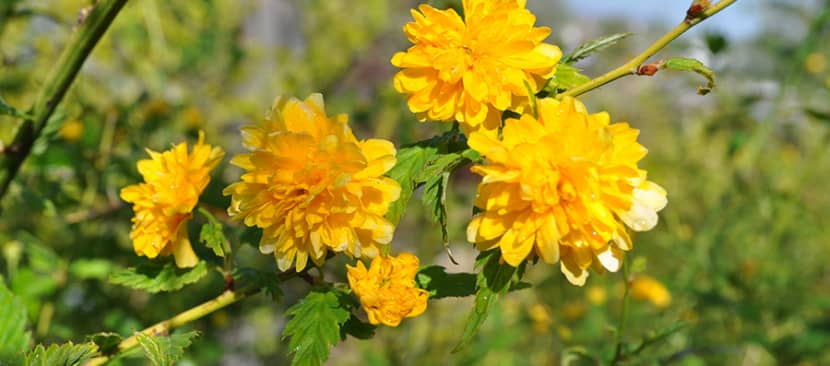 Hoa lệ đường Kerris Japonica