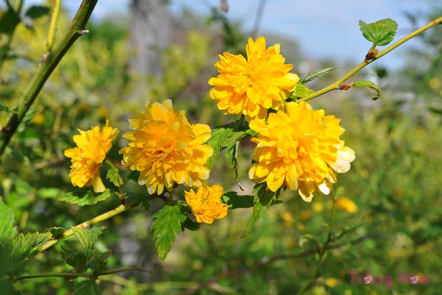 Hoa lệ đường Kerris Japonica