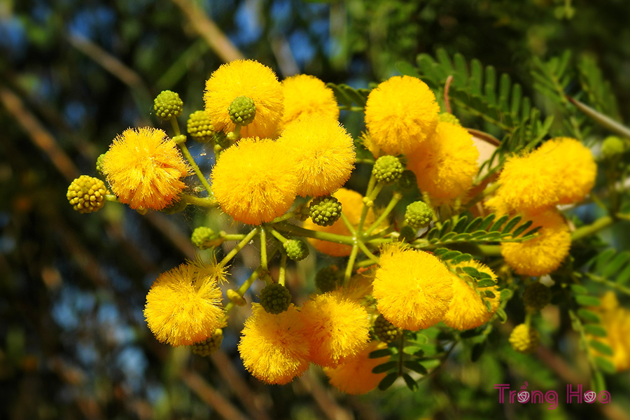 Hoa trinh nữ vàng Mimosa