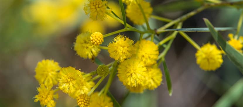 Hoa trinh nữ vàng Mimosa