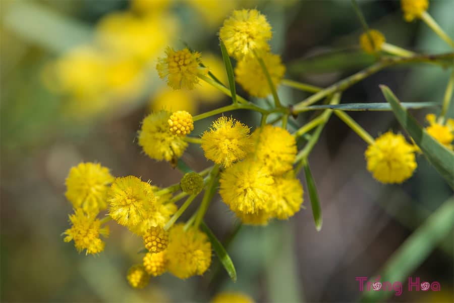 Hoa trinh nữ vàng Mimosa
