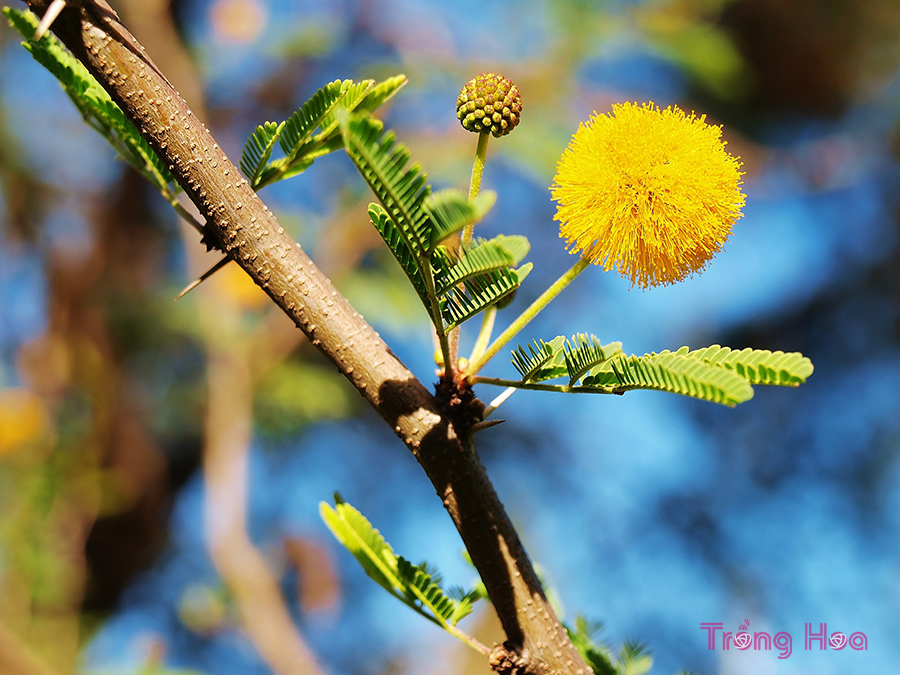 Hoa trinh nữ vàng Mimosa