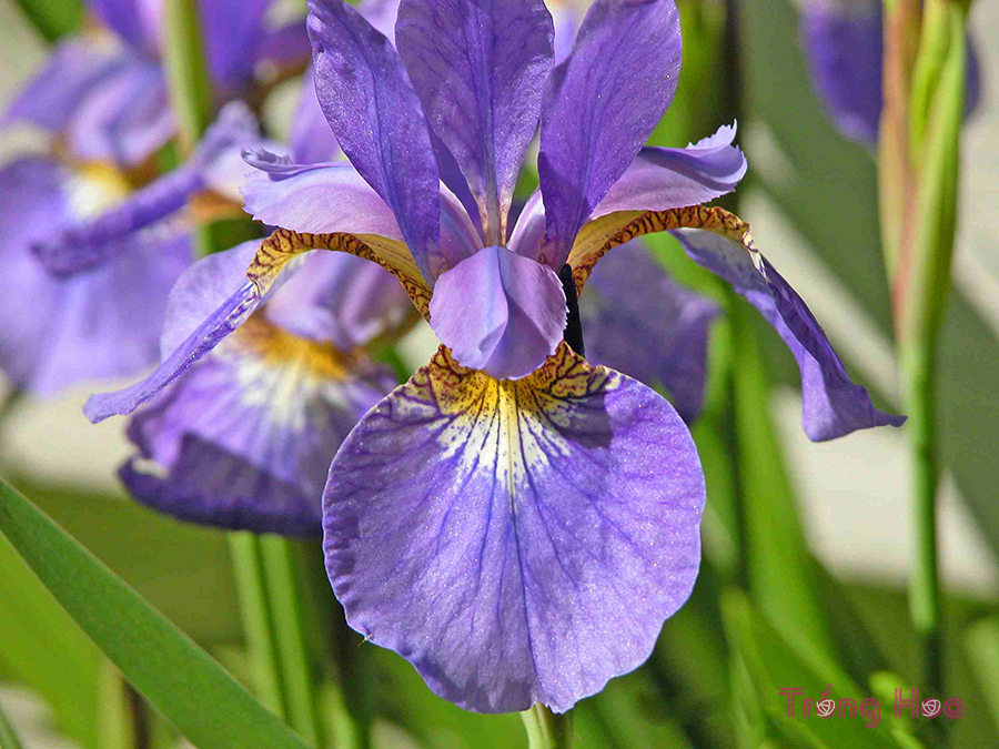  Hoa diên vĩ Iris
