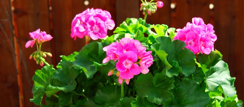 Cách nhân giống hoa phong lữ từ cành giâm