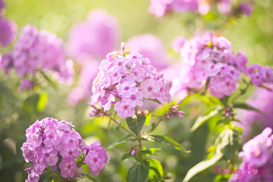Tìm hiểu về Hoa phlox