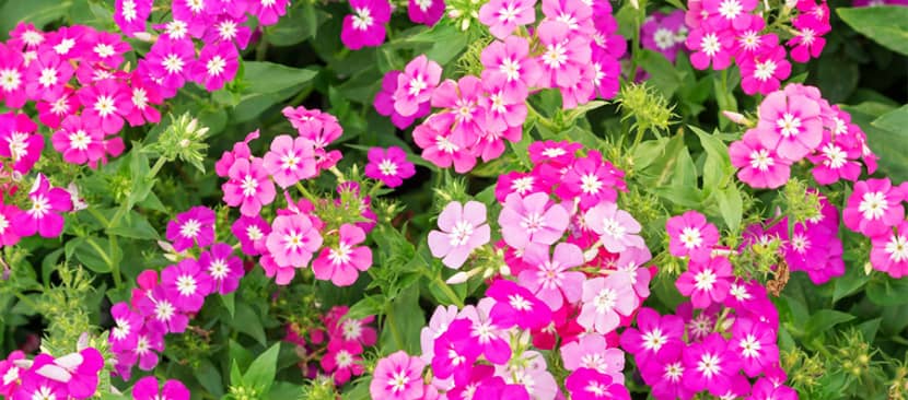 Cách giâm rễ nhân giống hoa Phlox