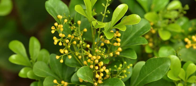 Những bài thơ hay về hoa ngâu