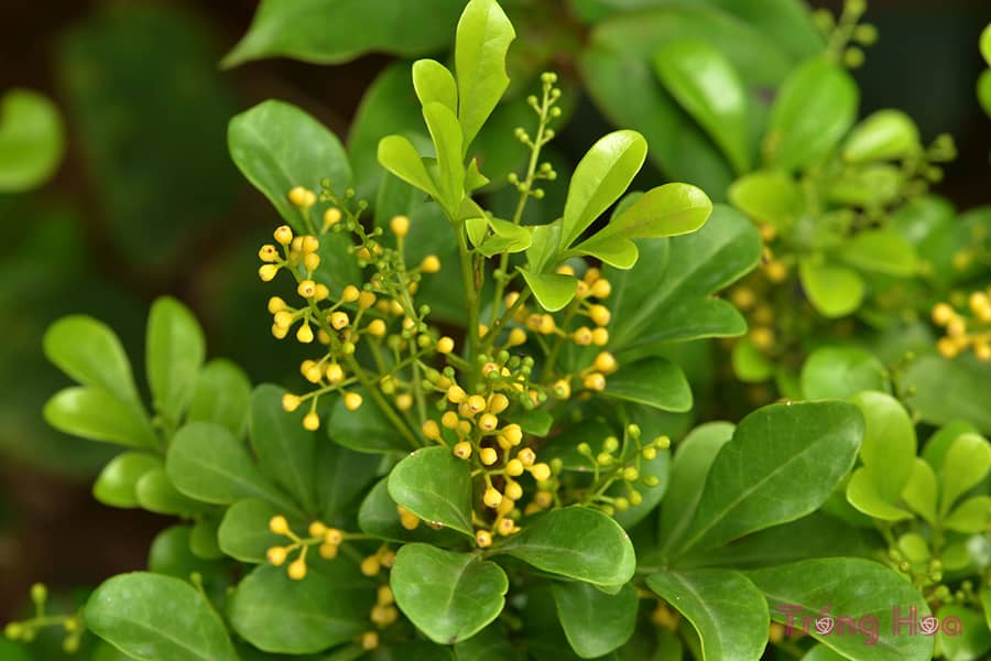 Những bài thơ hay về hoa ngâu