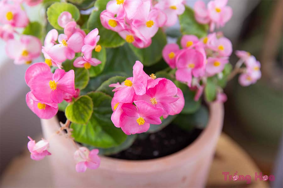 Cách trồng hoa thu hải đường bằng củ