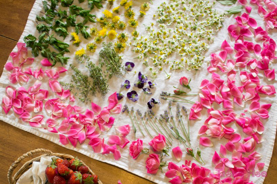 Cách làm khô và bảo quản hoa