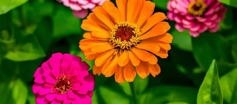 Hoa cúc ngũ sắc Zinnia