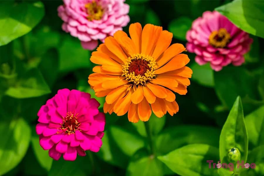 Hoa cúc ngũ sắc Zinnia