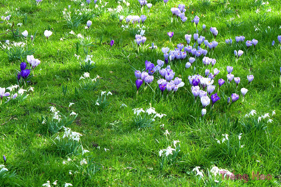 6 Mẹo để có một vườn hoa mùa xuân tốt hơn