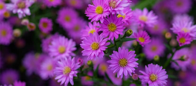 Hoa thạch thảo - Aster amellus
