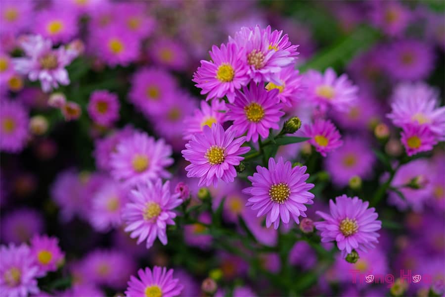 Hoa thạch thảo - Aster amellus