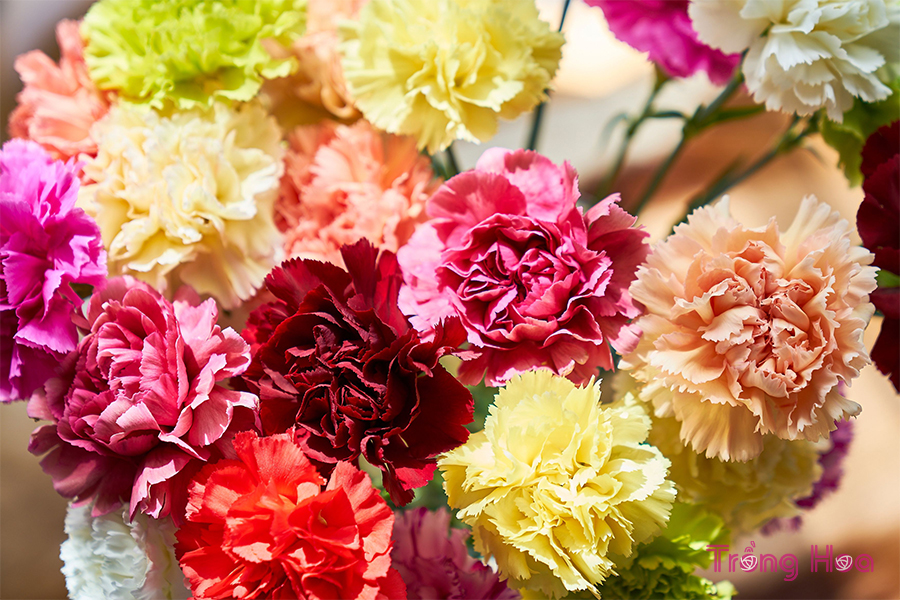 10 loại hoa cắt cành tốt nhất