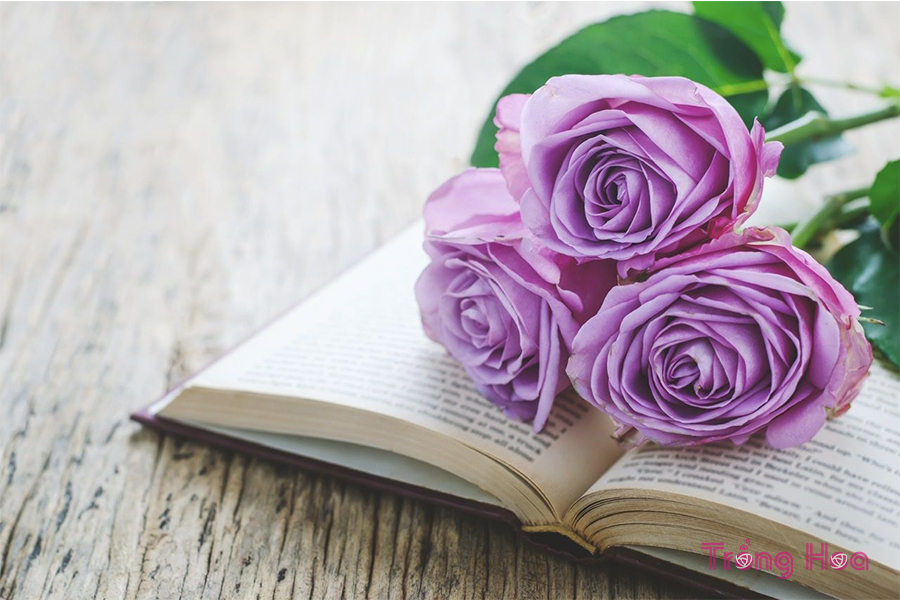 Truyện ngắn: Sự tích hoa hồng tím