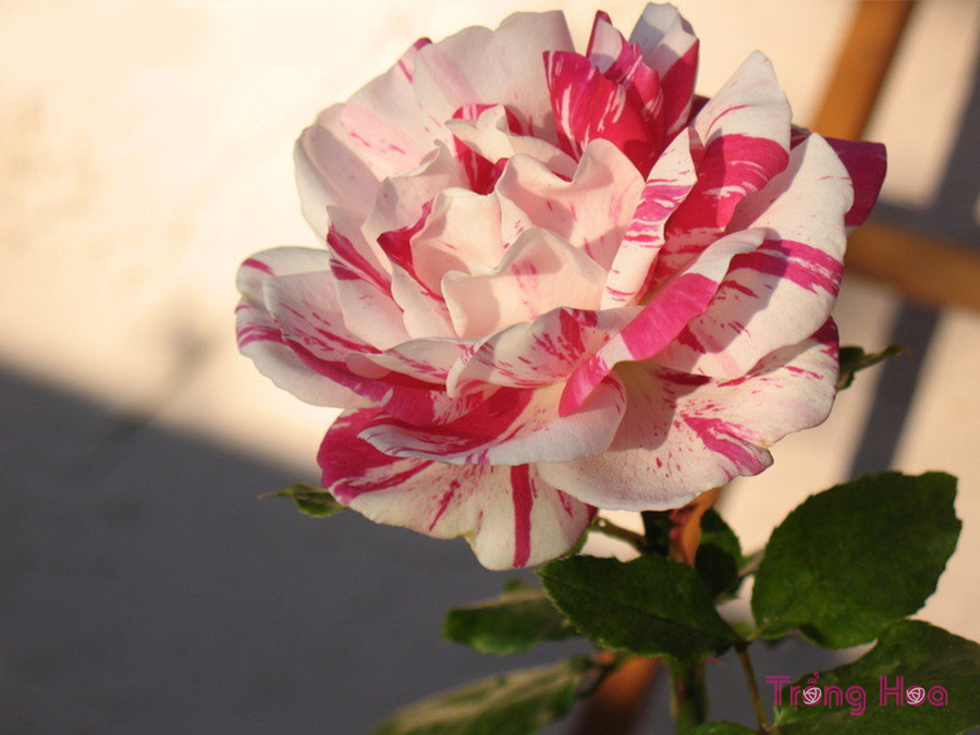 Sự tích và ý nghĩa hoa hồng viền trắng