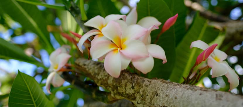 Ý nghĩa hoa sứ đại