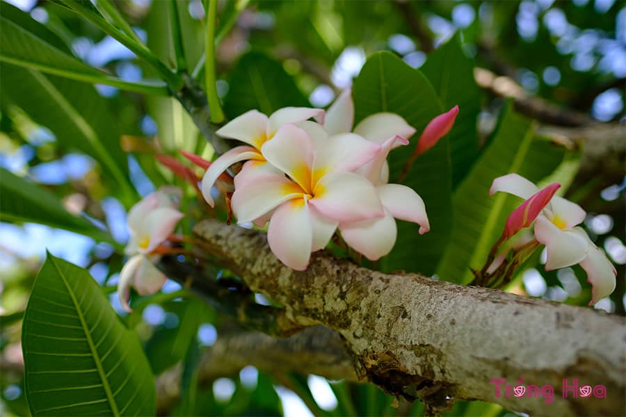 Ý nghĩa hoa sứ đại
