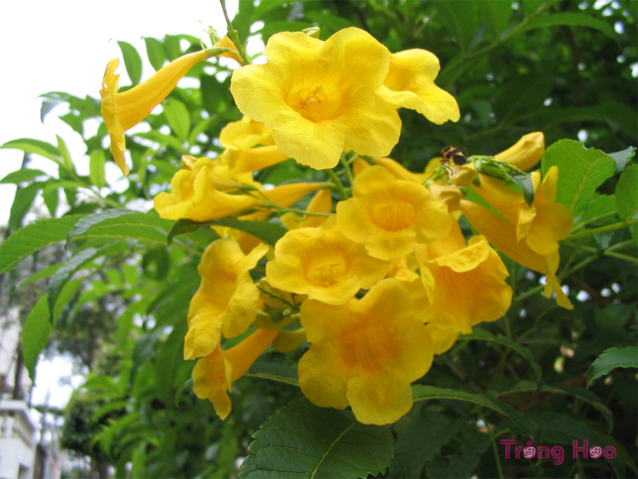 Hoa huỳnh liên (Yellow elder)- Tecoma stans