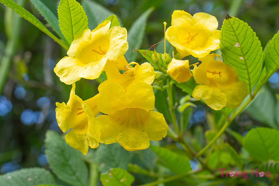 Hoa huỳnh liên (Yellow elder)- Tecoma stans