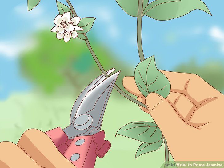 Cách cắt tỉa hoa nhài