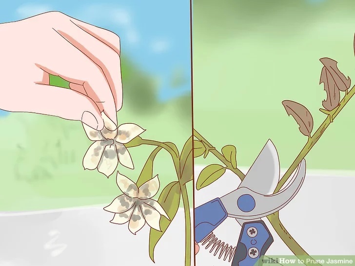 Cách cắt tỉa hoa nhài