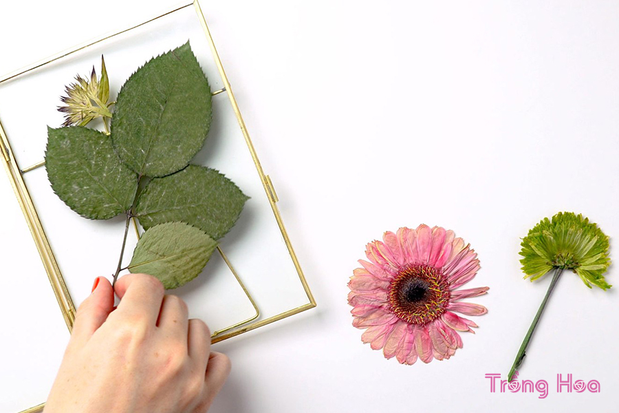 Cách tạo ra khung tranh nghệ thuật từ hoa ép